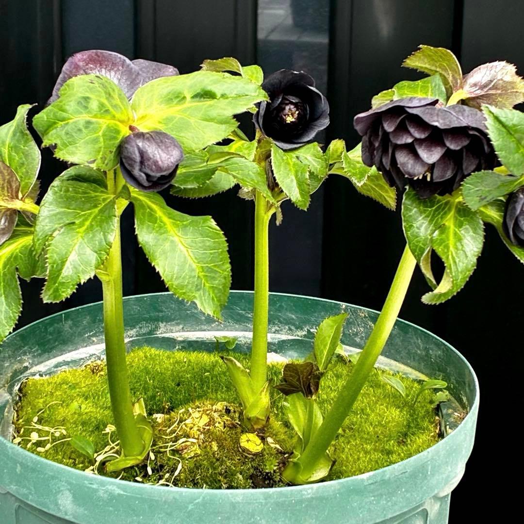 ま*こ様 3554☘️ラスト2☘️蕾花付☘️親株☘️特大7号⭐️黒タグ付(入手時