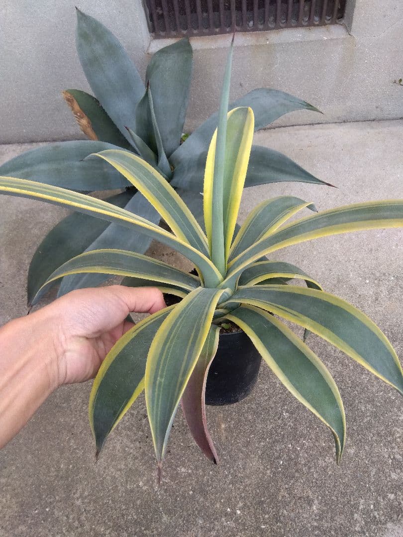 ☆JUN☆同梱価格　 ウェベリー　40＆70センチ