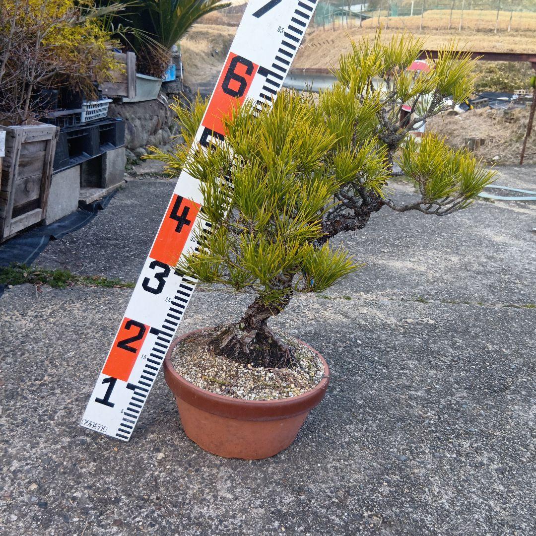 黒松（山木かなり年数持ち込み古い） - メルカリ