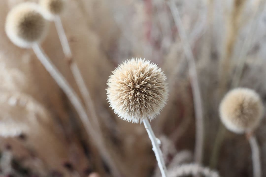 《希少》PENTACON 50mm F1.8 前期型（ⅱ）【光学美品】