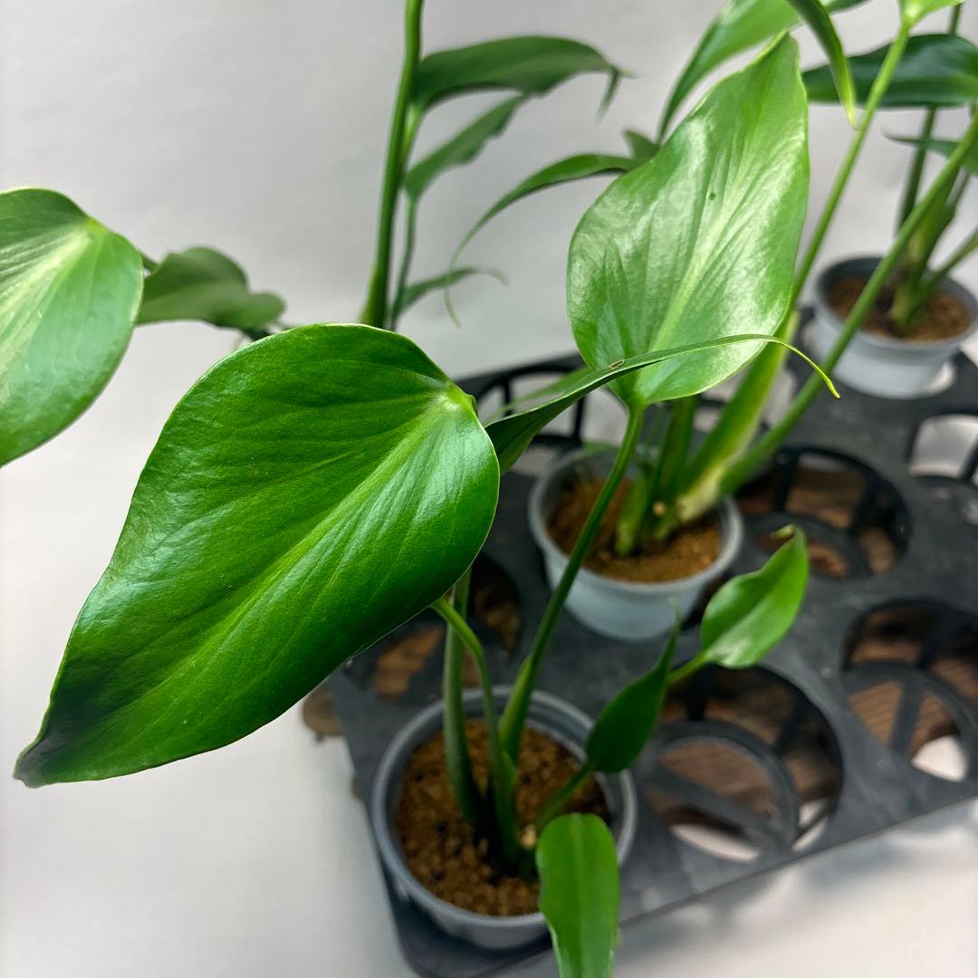 S*T様 5株セットms37モンステラ バールマルクスフレーム