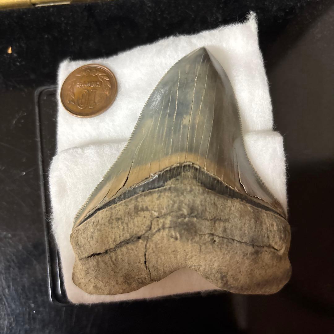 極上 メガロドン 歯 化石 本物 USA - メルカリ