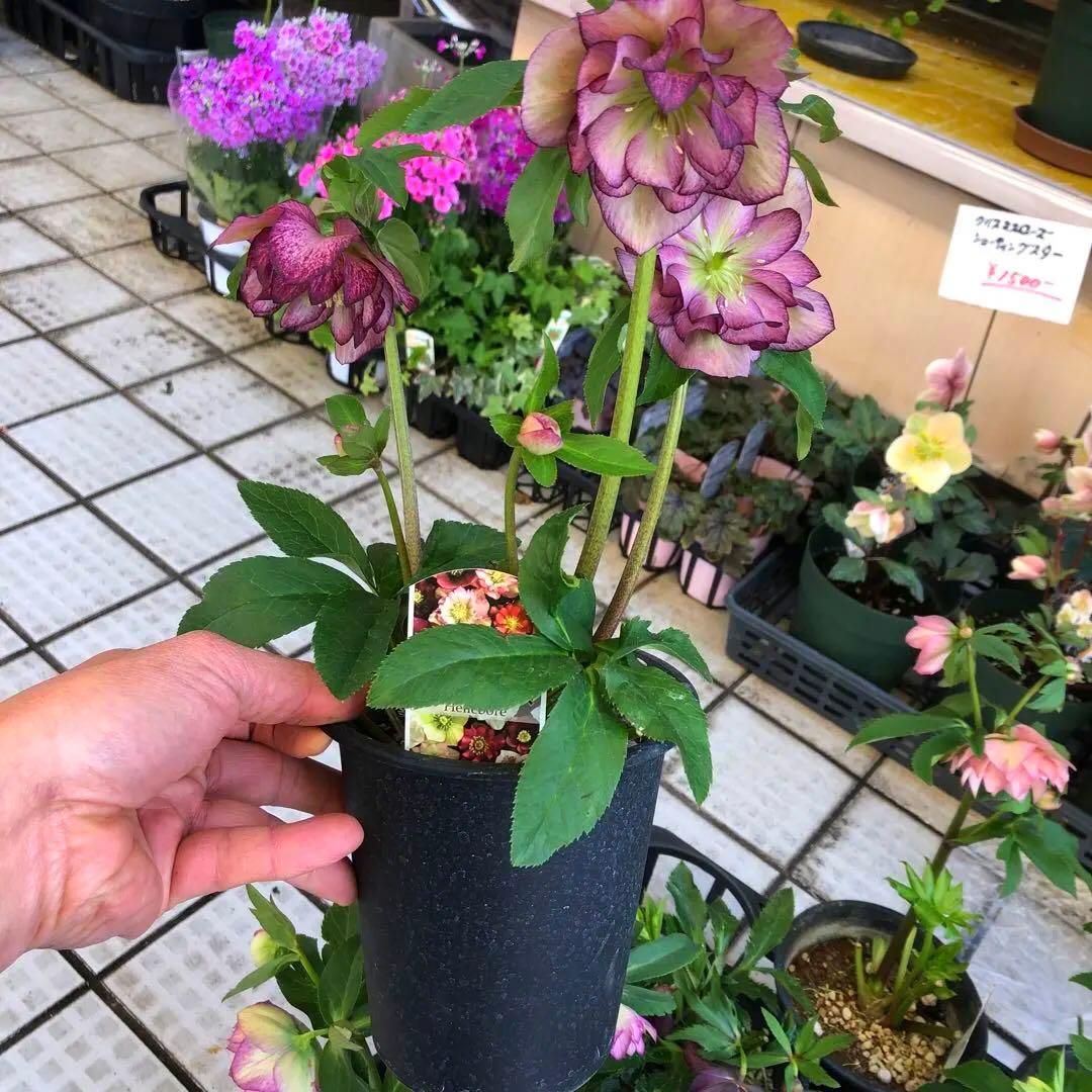 新春大特価 クリスマスローズ 八重 8種セット 豊園芸 花付き現品発送