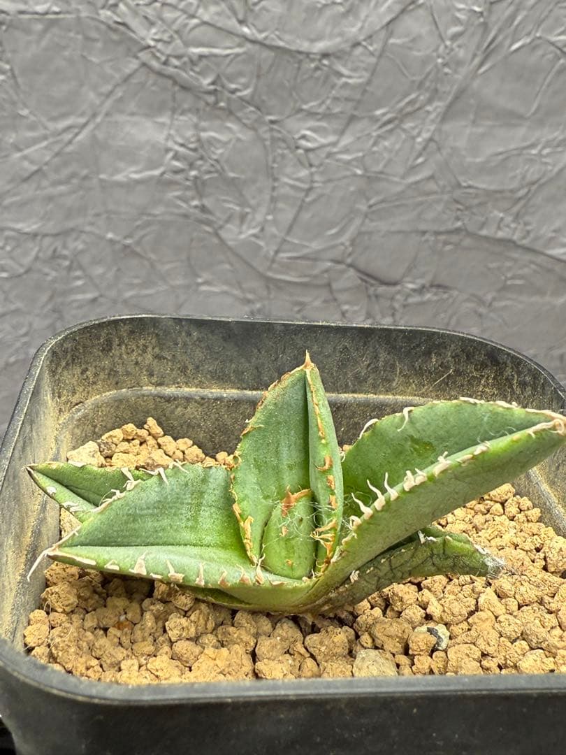 アガベ チタノタ 「冰雹」子株 ブツブツ 特選株 - メルカリ