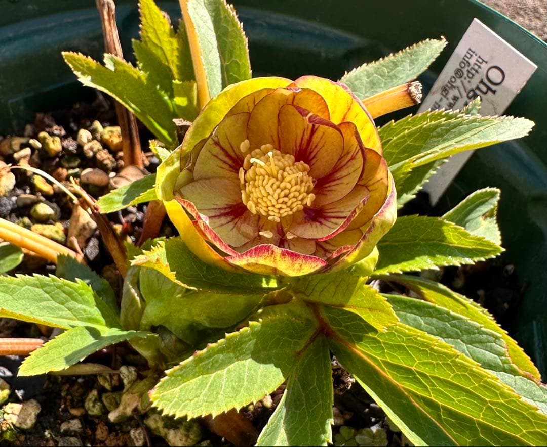 クリスマスローズ ブラウニー 交配苗 大木ナーサリー - メルカリ