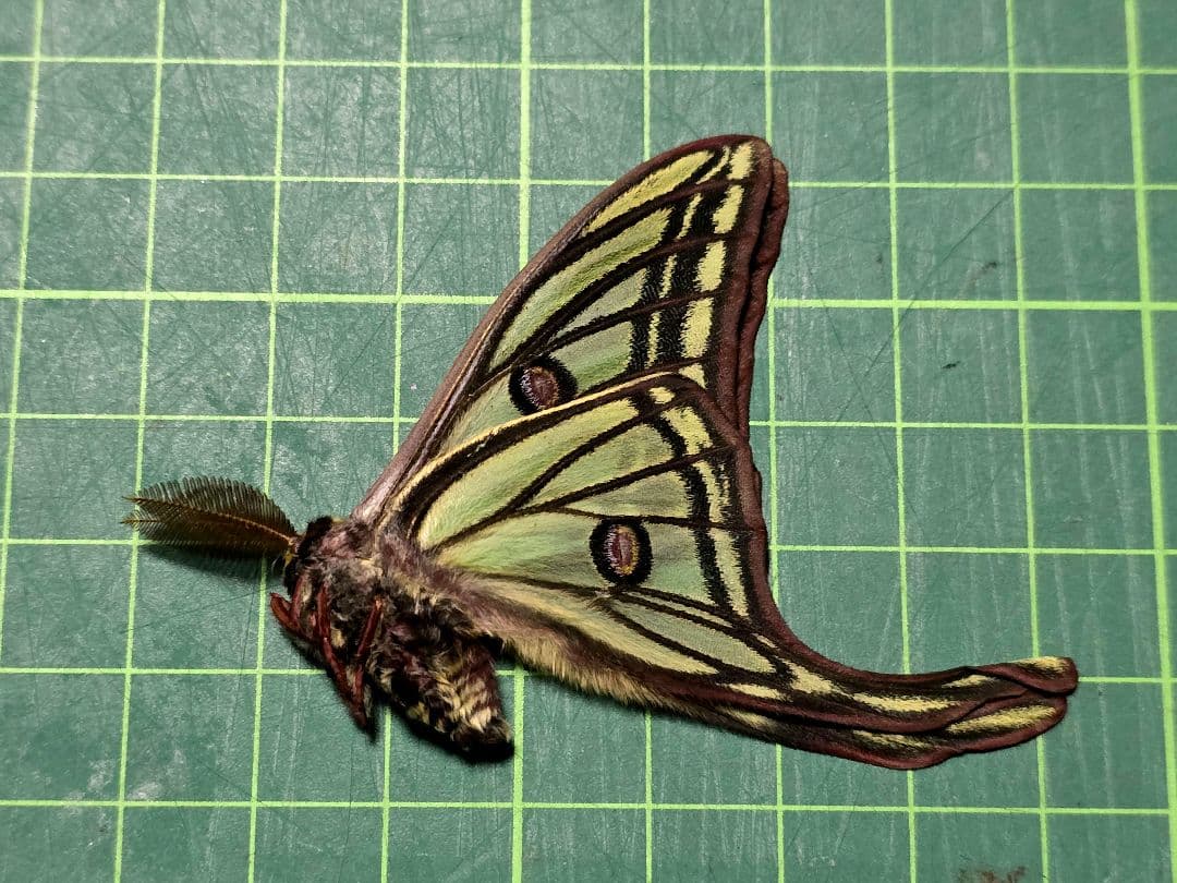 イザベラミズアオ ♂ Graellsia isabellae Graellsia isabellae - Wikipedia