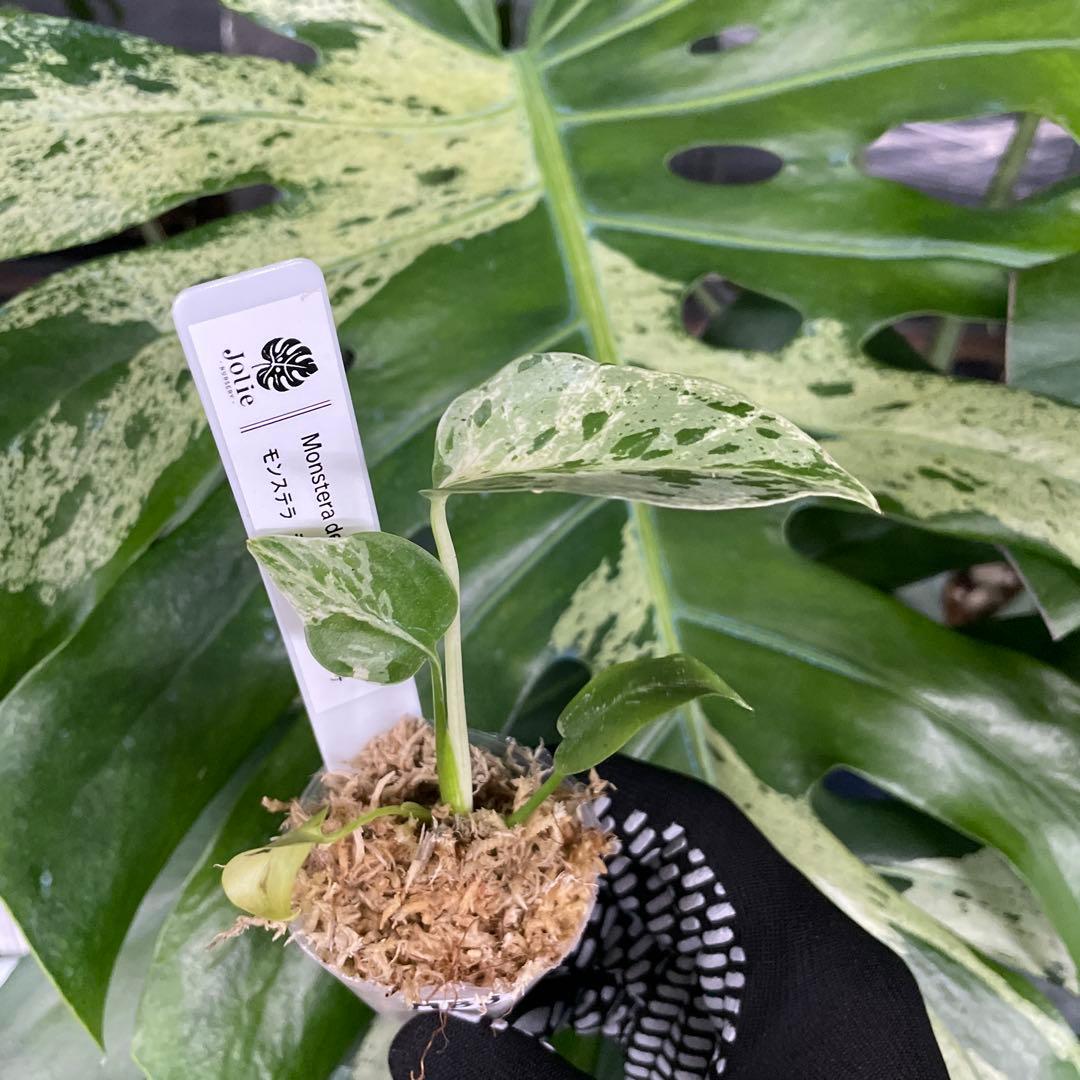 MB8モンステラ デリシオーサ ベトシオーサ 2寸ポリポット ネコポス発送