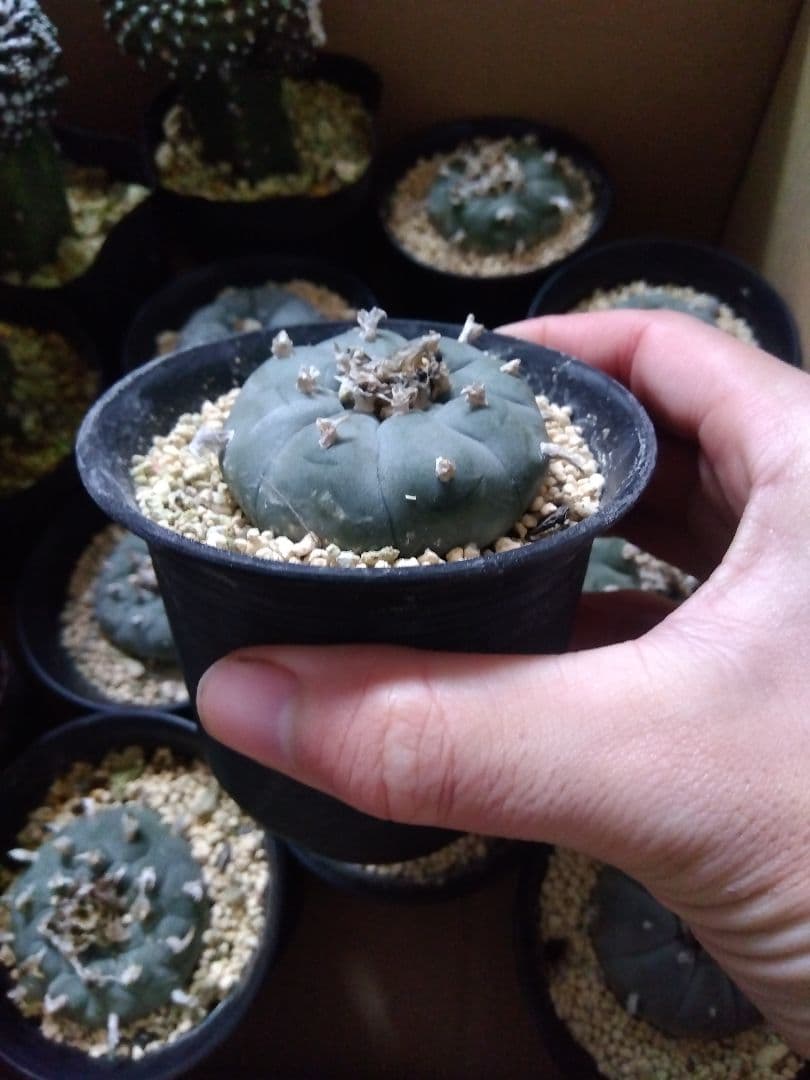 サボテン 烏羽玉 ロフォフォラ 3号鉢つき 9鉢セット❗ ①
