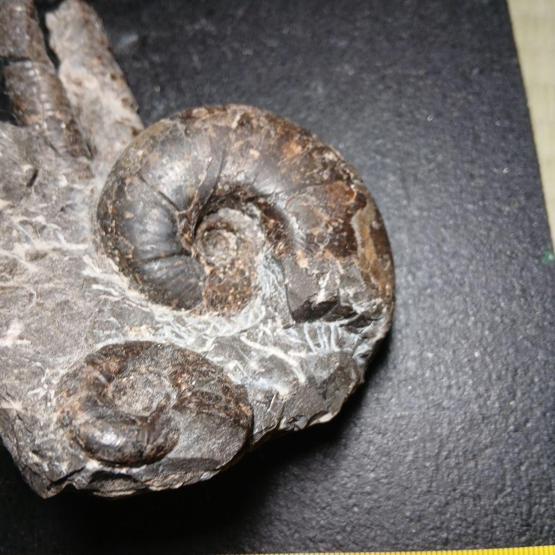 三笠産アンモナイト共生化石 - メルカリ