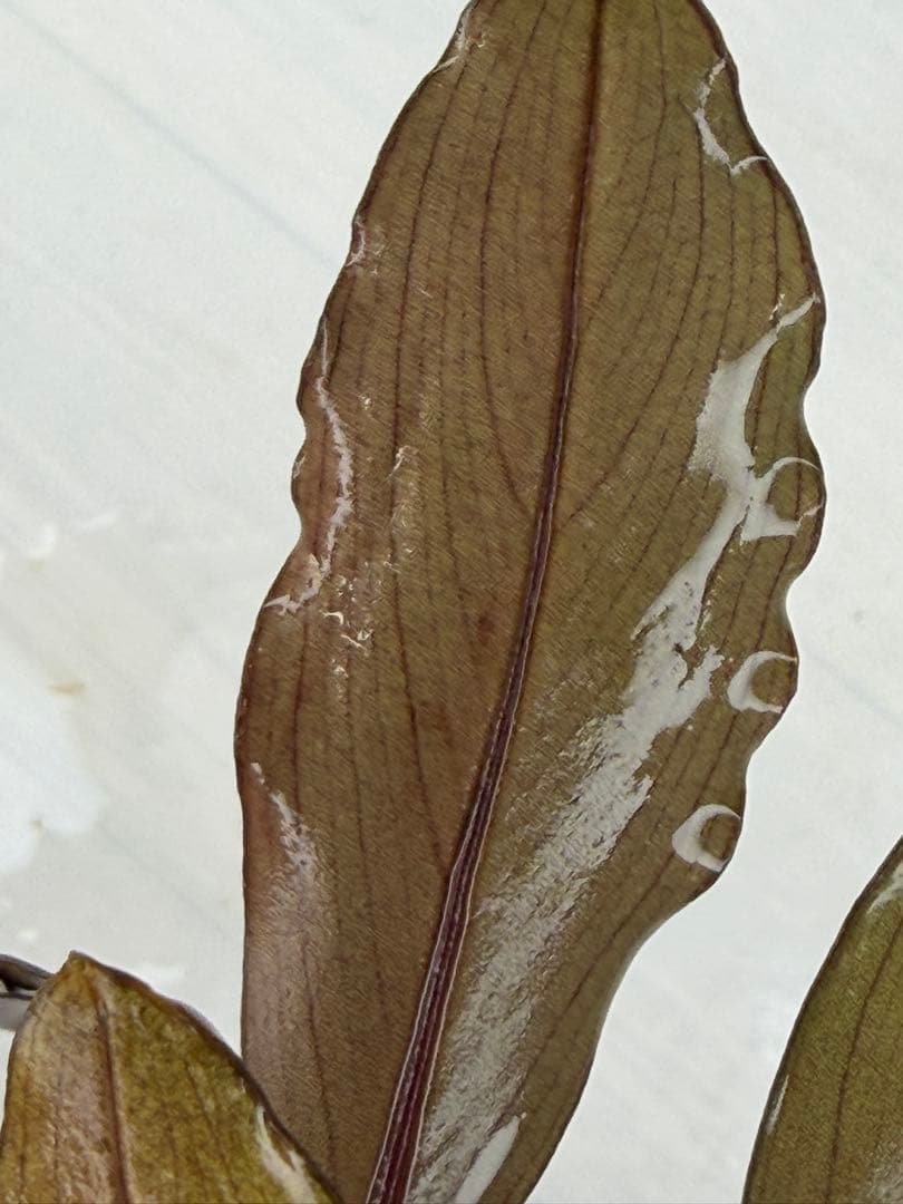 ⭐︎ブセファランドラ モトレィアーナ黒青赤軸絶品個体①パダワン 根