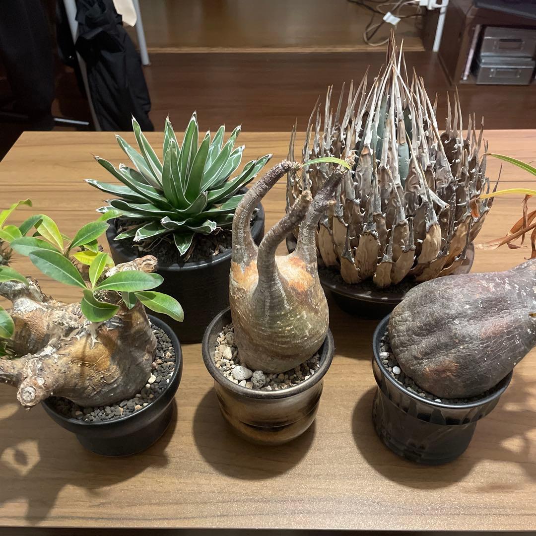 まとめ売り　グラキリス　エボリスピナ　カクチペス まとめ売り グラキリス エボリスピナ カクチペス まとめ売り