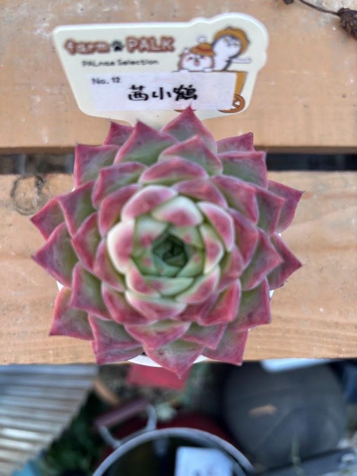 ファームパルク苗 チリピンキー 茜小鶴 札付きポットごと メルカリ便