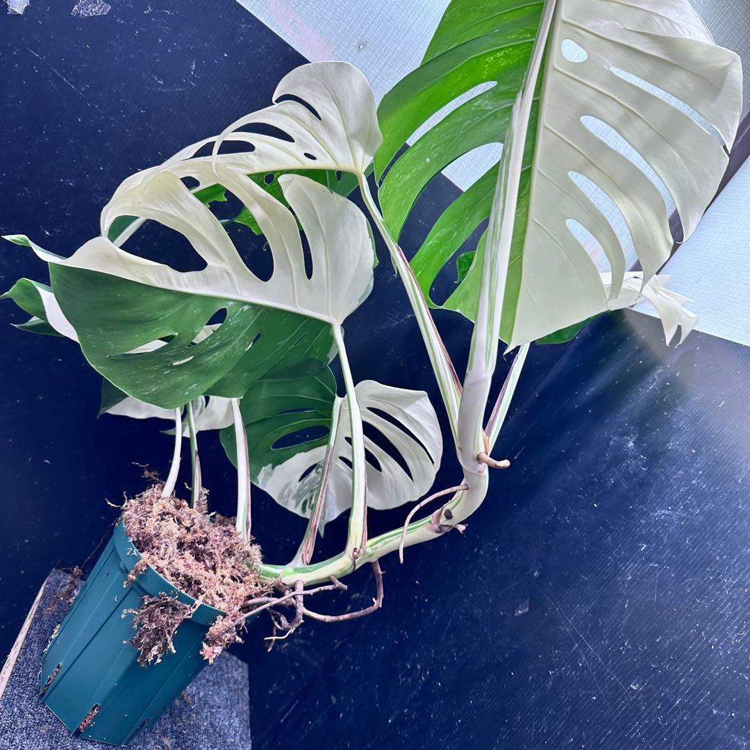 モンステラ斑入りハーフムーンホワイトタイガー極美斑入り 83cm