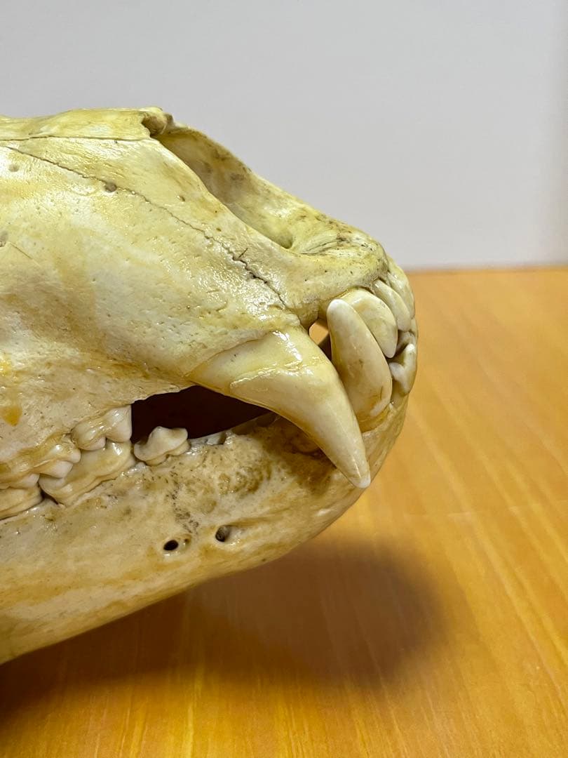 ☆ツキノワグマ 頭骨 頭蓋骨☆ 約24cm - メルカリ