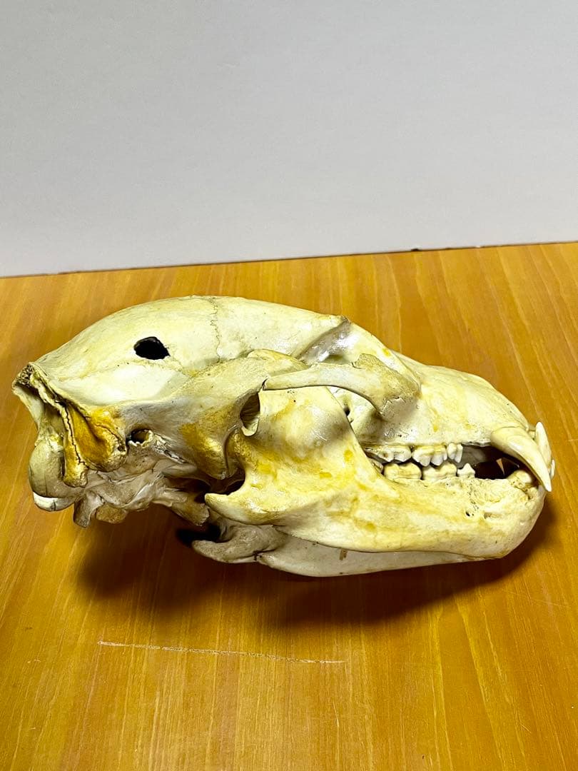 ☆ツキノワグマ 頭骨 頭蓋骨☆ 約24cm - メルカリ
