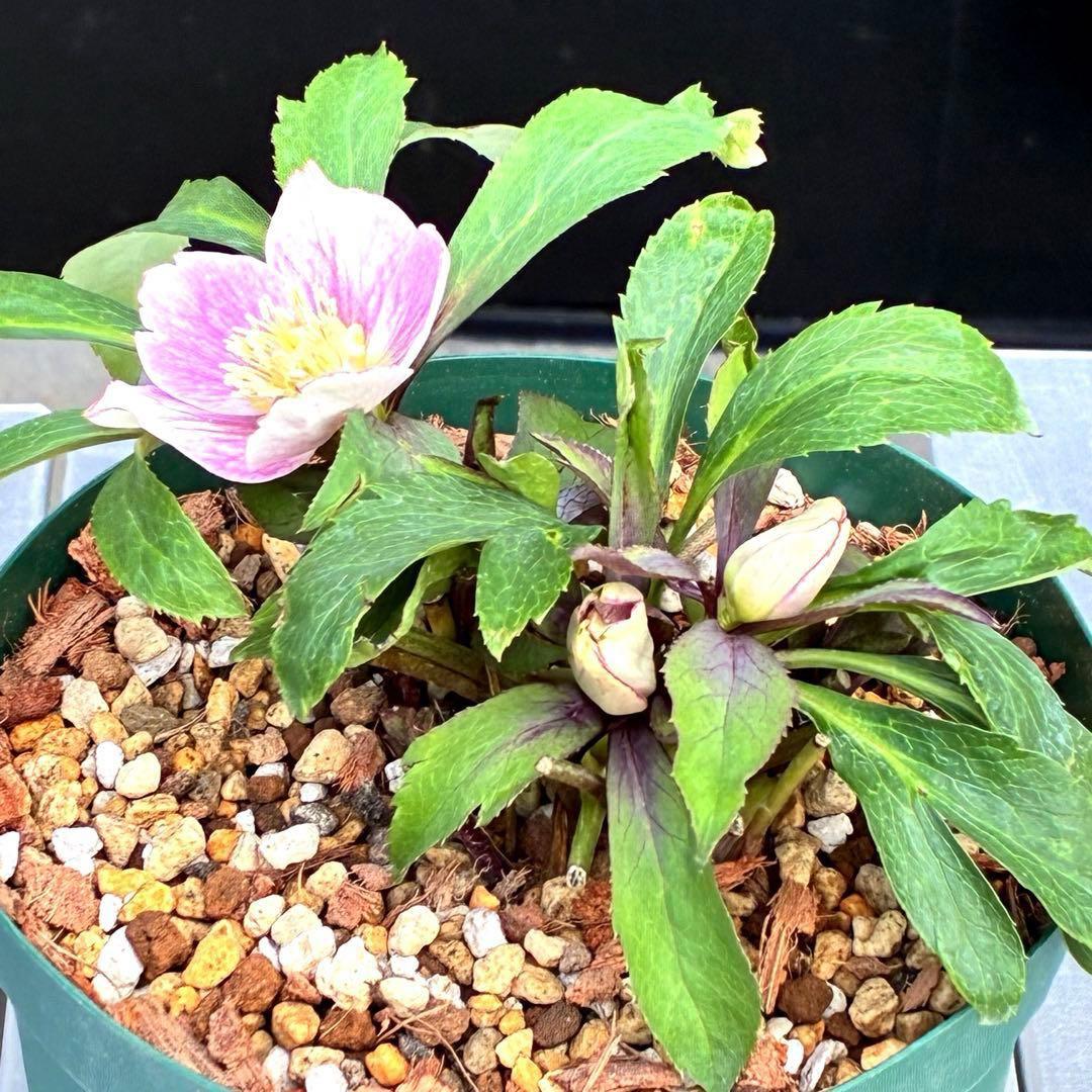 の*ん様 3493☘️蕾花タグ付き☘️超希少☘️筒型SD⭐️ポーセリン⭐️小輪⭐