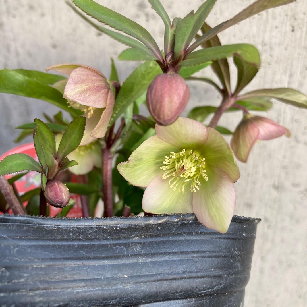 おまとめ2点　meroron＊mama様