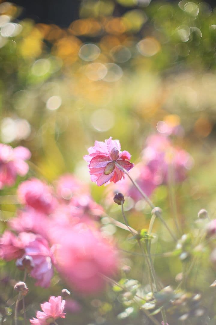 《希少》CANON FL 55mm F1.2 【光学美品】