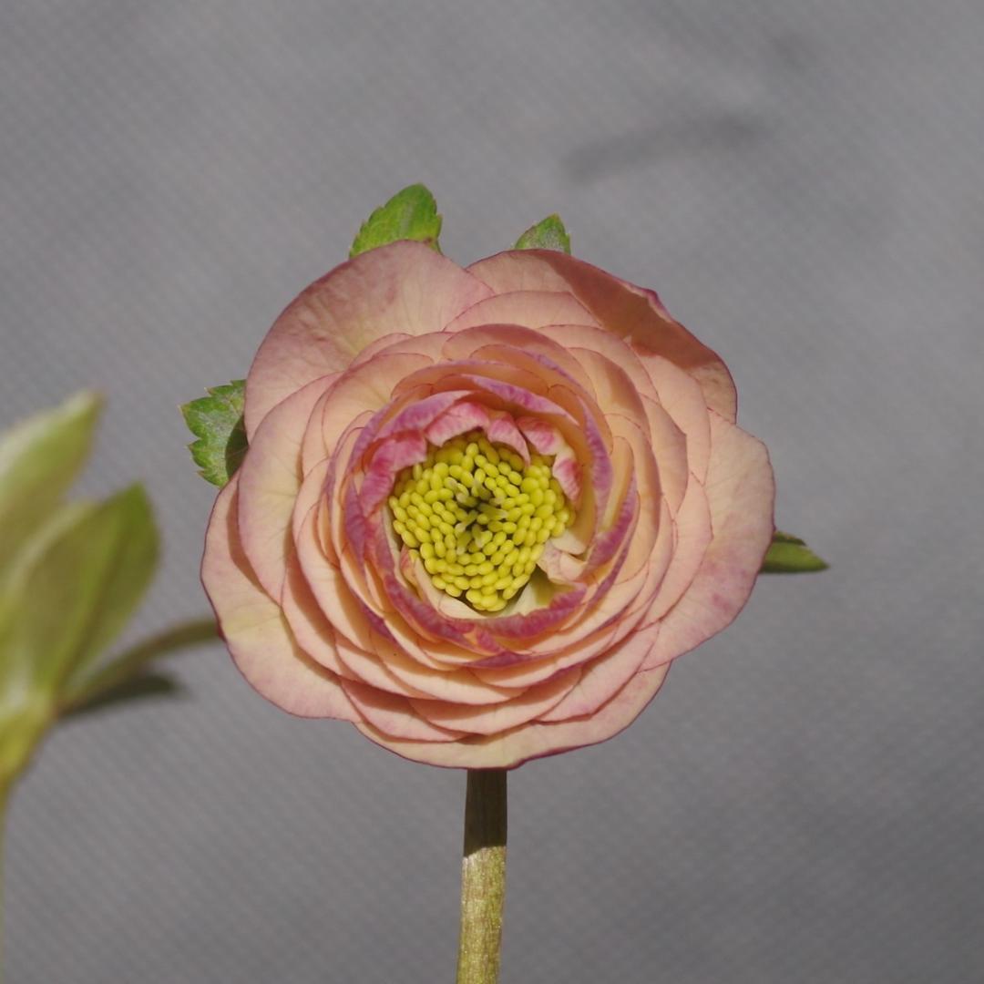 7464 認定！リトルアフロディーテ クリスマスローズ開花 加藤農園