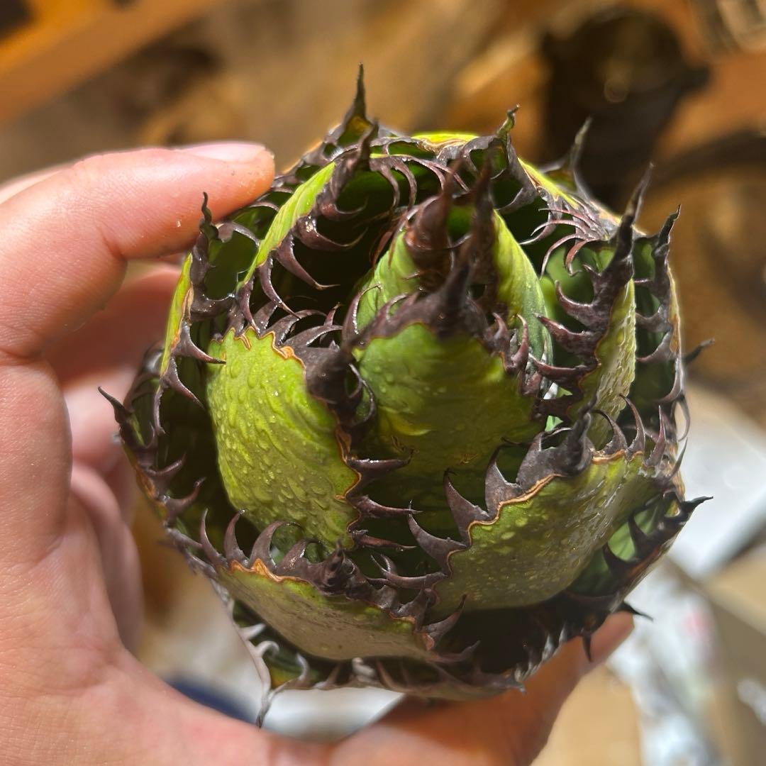 アガベ ホリダ 陽炎 S級選抜株 ボールタイプ ドワーフ 特価 オアハカ