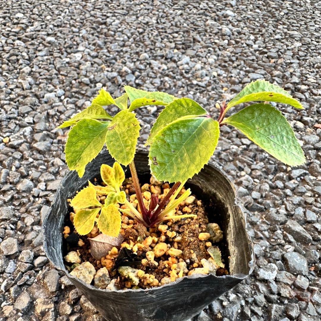 クリスマスローズ 蜃気楼 dd 大木ナーサリー 交配苗 - メルカリ