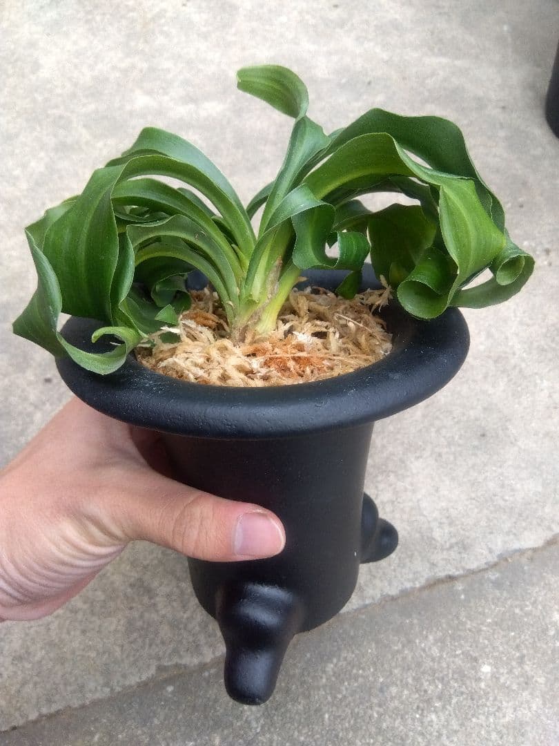 万年青 おもと 獅子 4.5号陶器鉢つき 4株群生❗ ま - メルカリ