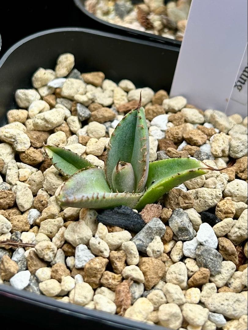 アガベ オテロイ 実生 選抜 子株 - メルカリ