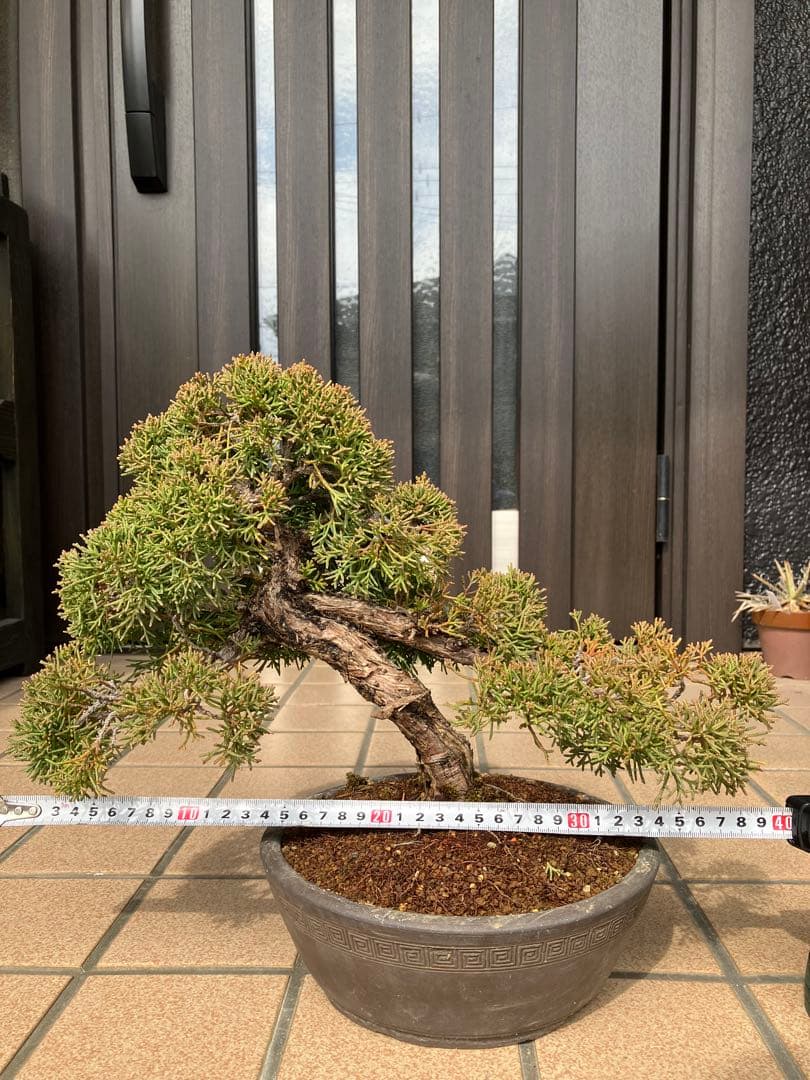 ◉真柏糸魚川盆栽 極上素材 超大特価！早いもの勝ち - メルカリ