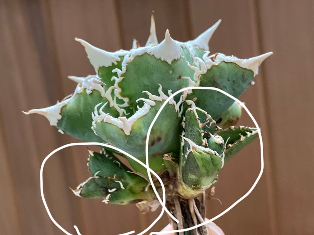 K*s様 【オークション】匿名配送　子株2株　アガべ　白豪刺　OC 脇芽【親株写