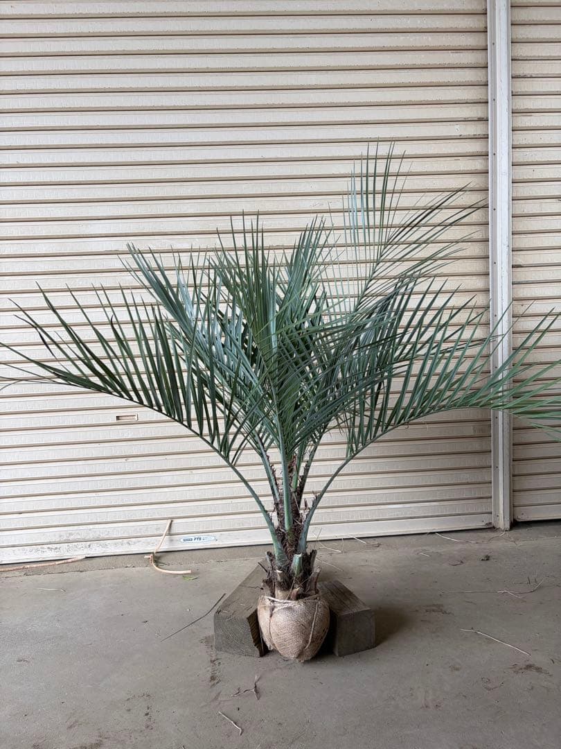 ココスヤシ 根鉢上から120cm - メルカリ