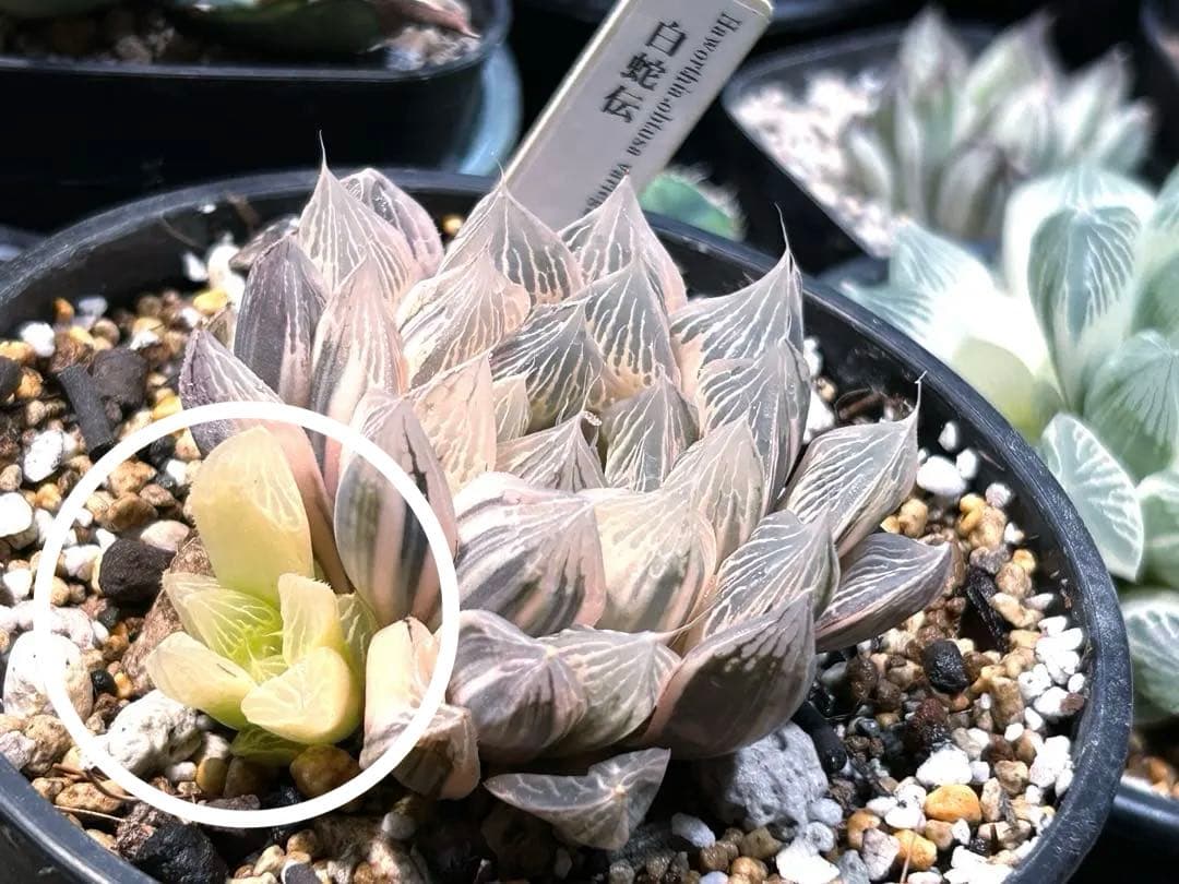 ハオルチア 白蛇伝 赤斑 子株 - メルカリ