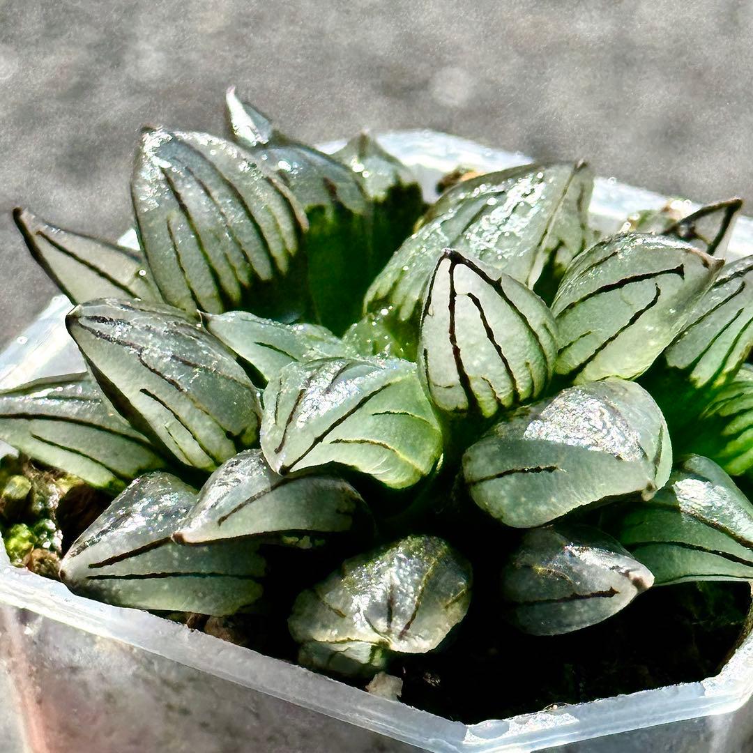 アトロフスカミュータント 超美株 ハオルチア 観葉植物 38 - メルカリ