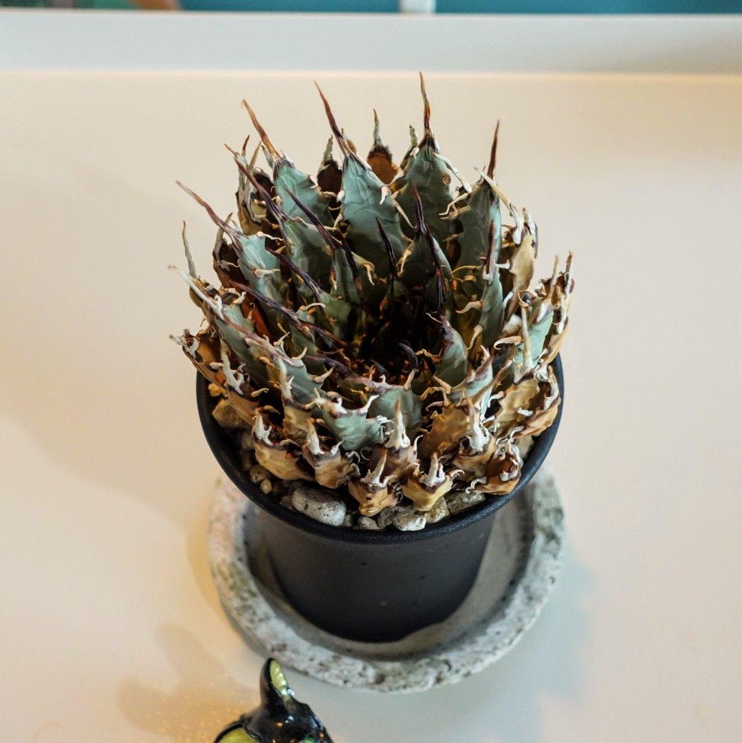 地*師様 【めちゃめちゃ発根済・3.5号サイズ】激シブ・エボリスピナ/鉢ごと発送