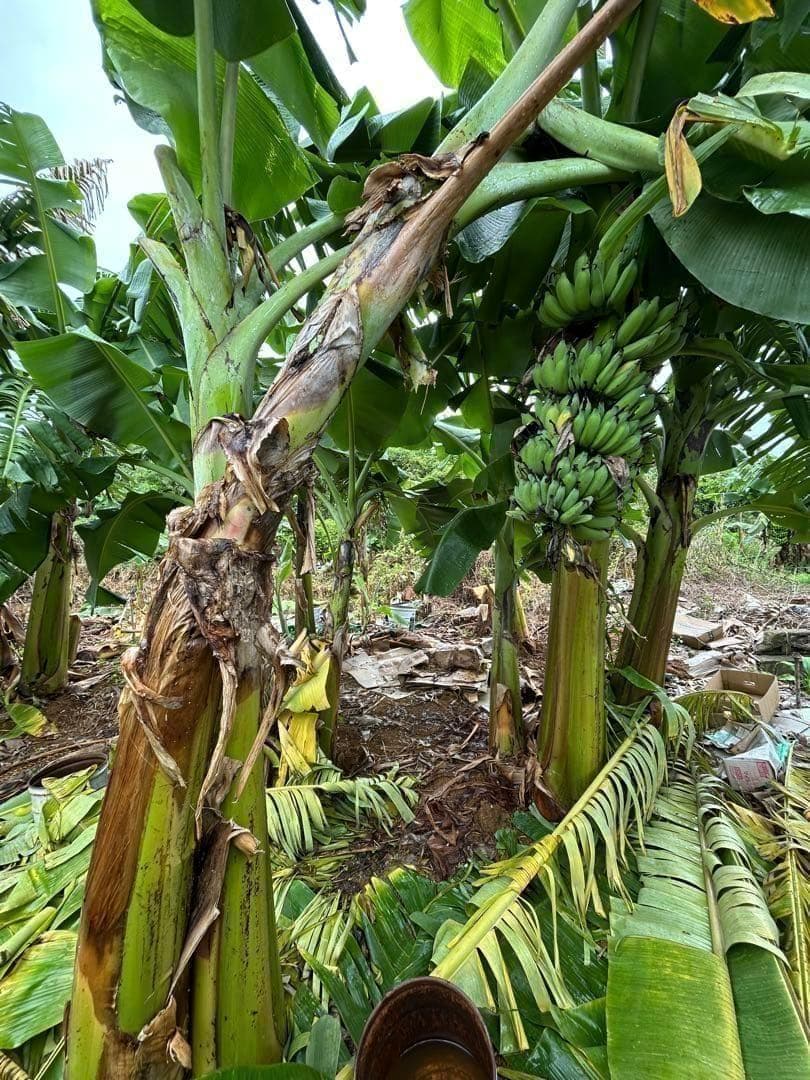 篠塚昭男様、専用出品◆５苗セット＝ヌアンジュンバナナ、100㎝同時梱包。