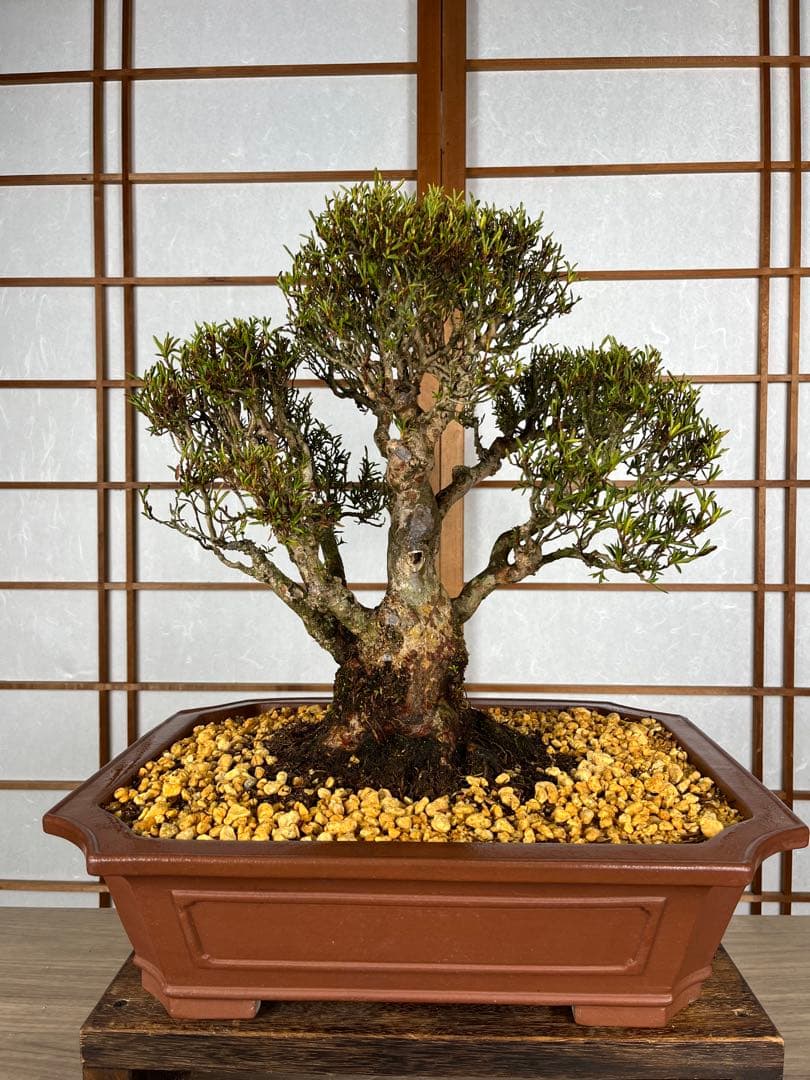 皐月(さつき)】 雪中の松(せっちゅうのまつ) 盆栽 素材