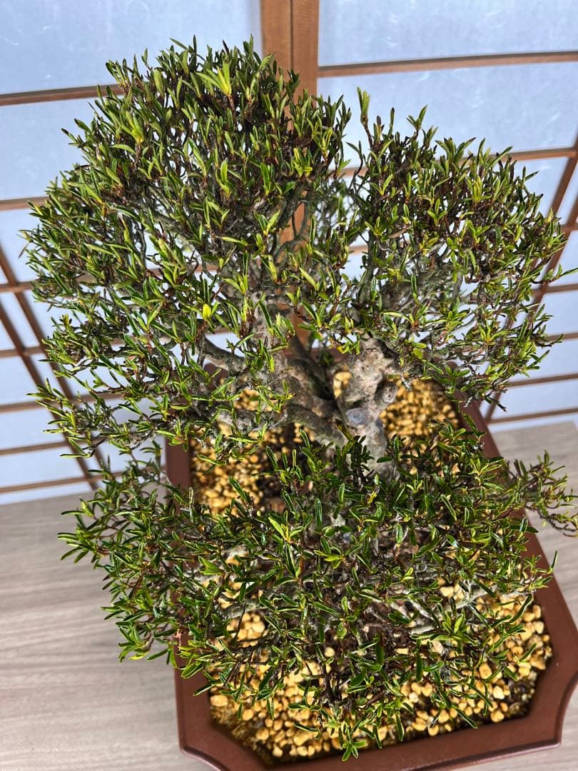 皐月(さつき)】 雪中の松(せっちゅうのまつ) 盆栽 素材