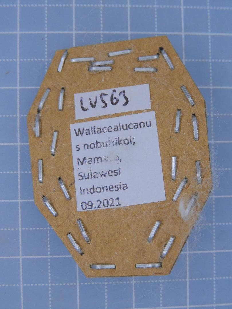 Odontolabis nobuhikoi rare 24mm