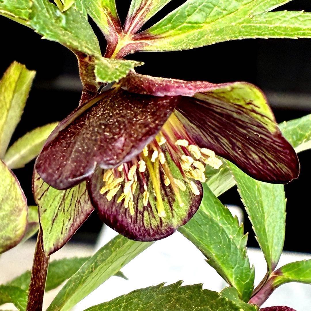 ま*ん様 3548☘️蕾花タグ付き☘️超希少☘️プチドール⭐️小輪⭐️凄ツヤ⭐️