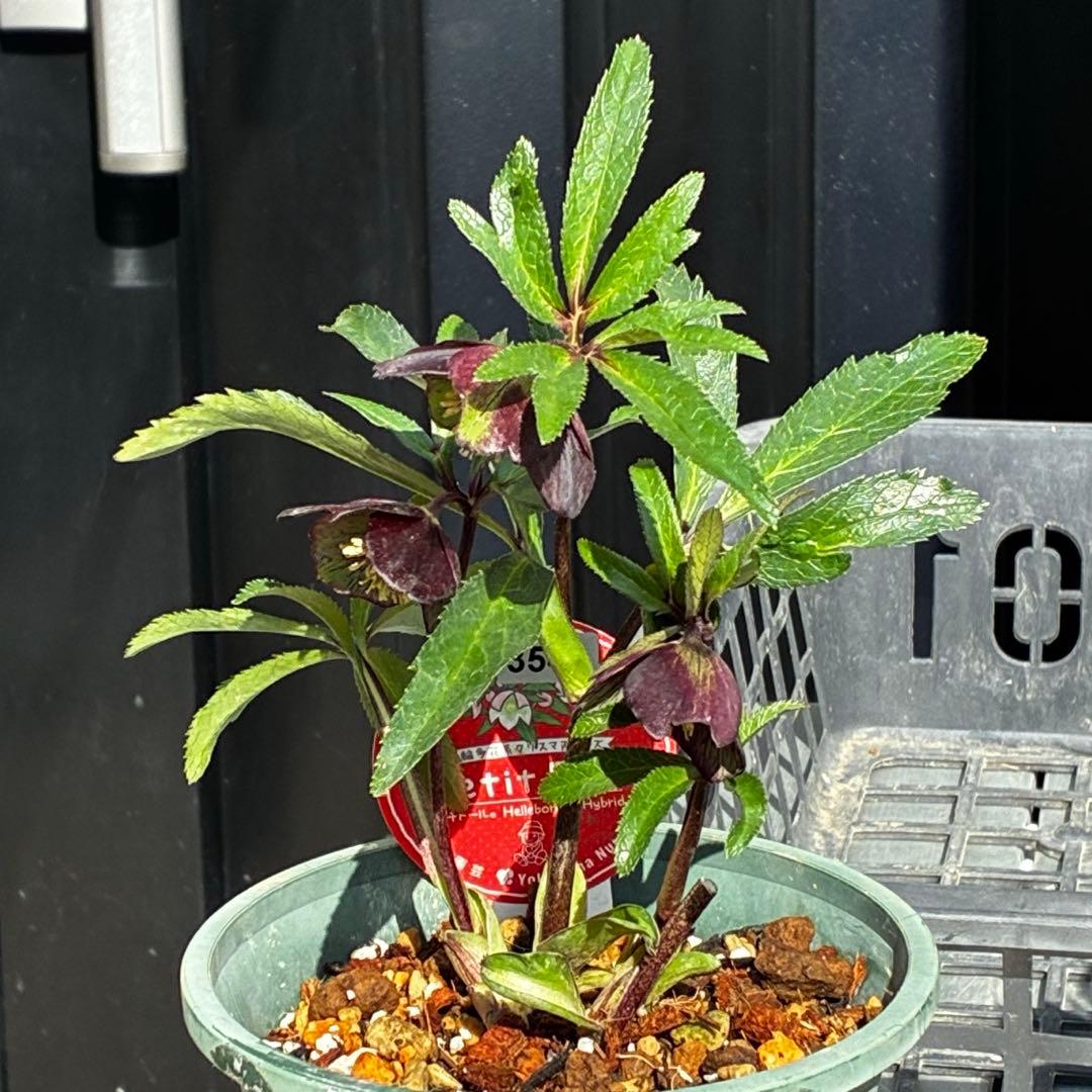 ま*ん様 3548☘️蕾花タグ付き☘️超希少☘️プチドール⭐️小輪⭐️凄ツヤ⭐️