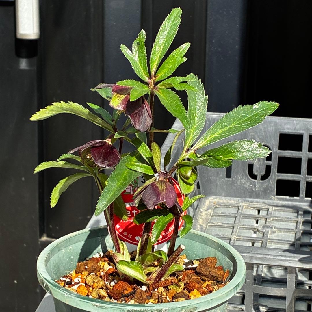 ま*ん様 3548☘️蕾花タグ付き☘️超希少☘️プチドール⭐️小輪⭐️凄ツヤ⭐️