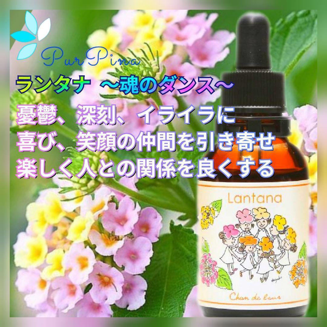 【専用】リカバリー（回復）《DTWフラワーエッセンス》フォーミュラ　他