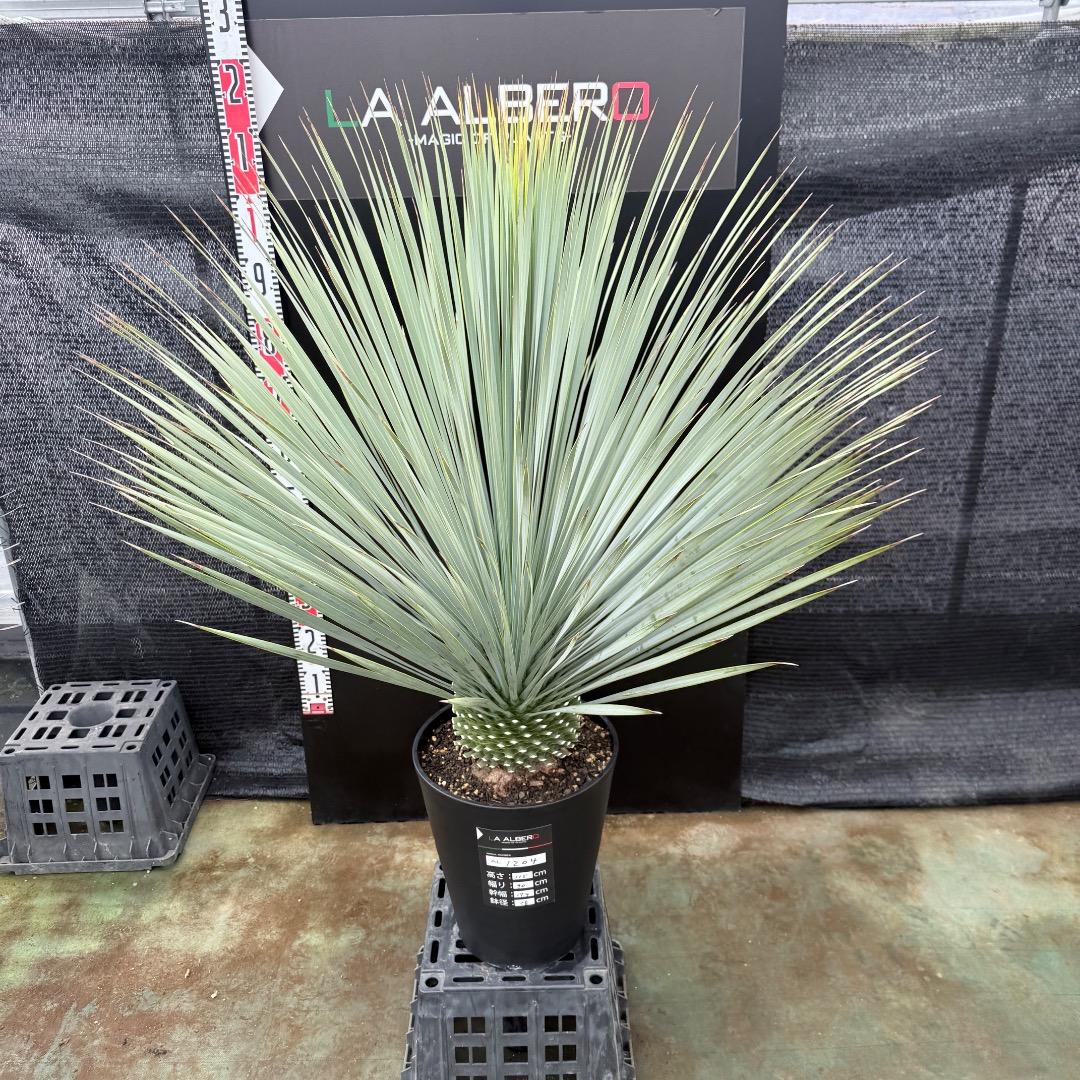 AL1204】ユッカ ロストラータ ランチョブルー（品種名）極太 - メルカリ