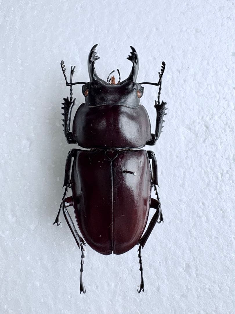 石垣島　ヤエヤママルバネクワガタ　【標本】61mm規制前野外品 標本 規制前野外品 ヤエヤママルバネクワガタ 石垣島56mm - メルカリ