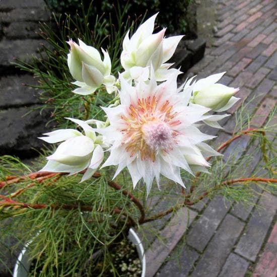 r*す様 現物「ジョーイセルリア・ブラッシングブライト」6号 Serruria