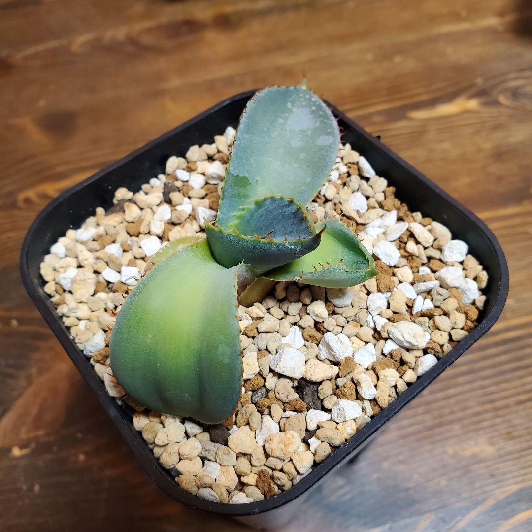 papiro様専用台湾アガベグアダラハラナドワーフ2株