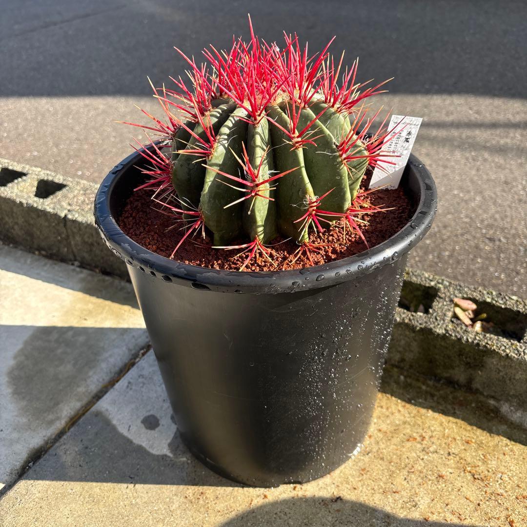 フェロカクタス スタイネシー（セキホウ） フェロカクタス 赤鳳8号