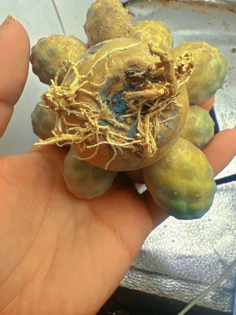 J*n様 B219多頭小型 緑色 球状サボテンテフロカクタス ゲオメトリクス