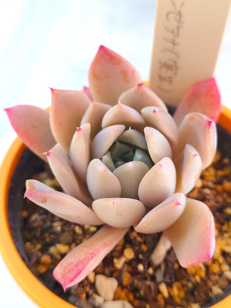 多肉植物 ラパス✕中里リンゼアナ（実生）抜き苗 ミソップさん苗 札