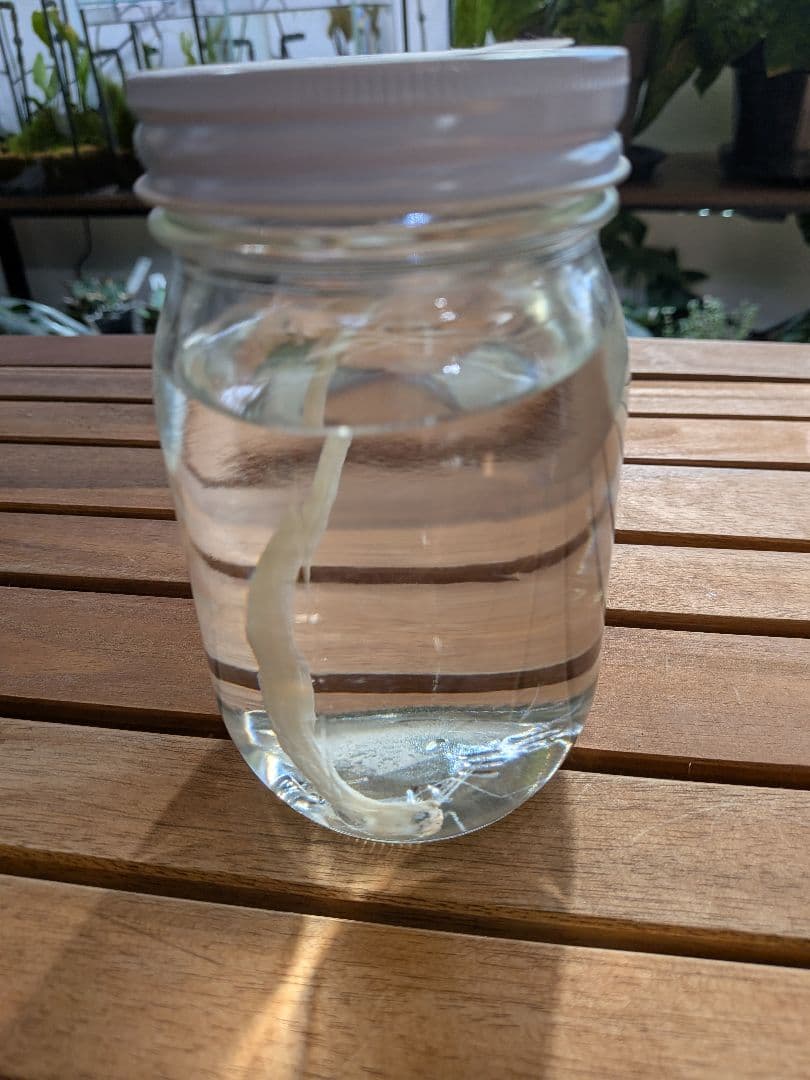 【激レア深海魚】リュウグウノツカイ幼魚 液浸標本 激レア深海魚】リュウグウノツカイ幼魚 液浸標本 激レア深海魚