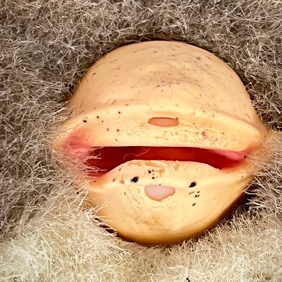 ファービー2 コーヒー 青目 英語版 furby2 #2 - メルカリ